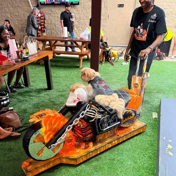 A small dog in a leather jacket sits on a Halloween-themed motorcycle prop at Wolfies Sports Bar.