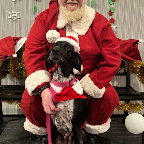 Santa Claus with a white beard and a black and white dog wearing a Santa hat.