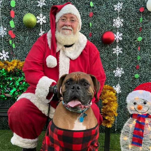 Santa Claus and a boxer dog in a red plaid shirt pose for a Christmas photo.