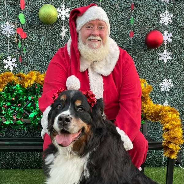 Santa Claus sits with a Bernese Mountain Dog wearing red bows, against a festive green backdrop.