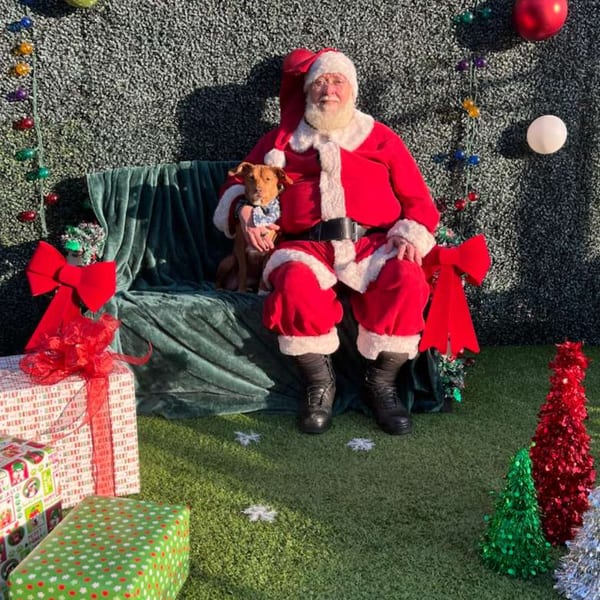 Santa Claus sits on a green bench with a brown dog, surrounded by Christmas decorations and gifts.
